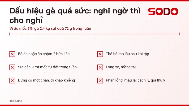 Dấu hiệu gà chiến quá sức cần cho nghỉ ngay khi chăm sóc hằng ngày