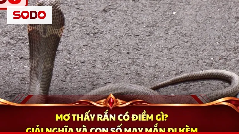 Giải nghĩa giấc mơ thấy cá bơi, cá chết và bắt được cá theo sổ mơ dân gian