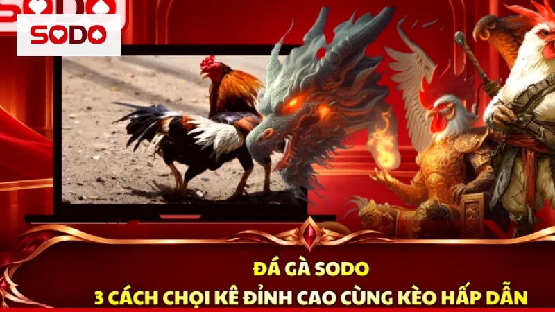 Hai con gà chiến trước trận, minh hoạ cách chọn gà đá qua dáng đứng và thể trạng