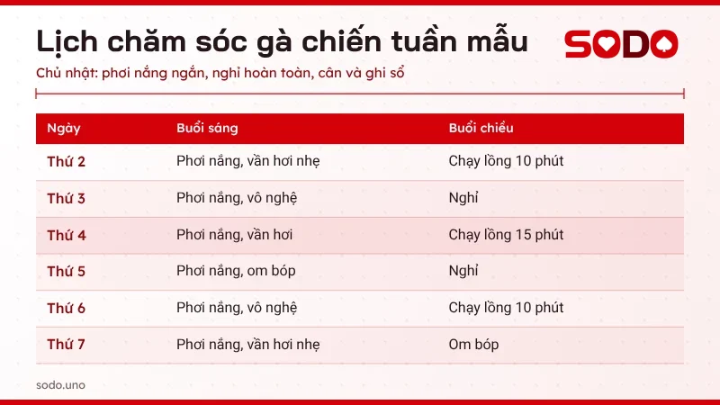 Lịch chăm sóc gà chiến trong một tuần mẫu gồm vần hơi, chạy lồng, vô nghệ và phơi nắng